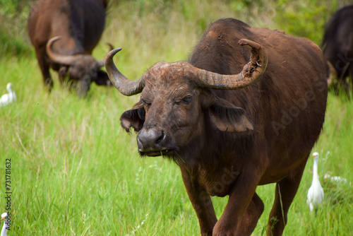 Canvas Print Cape buffalo in a nature reserve in Zimbabwe