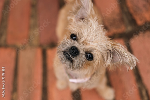Portrait of little dog looking up with head tilted