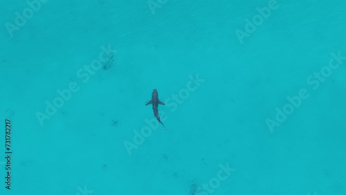 Drone view of a Bronze Whaler shark swimming in the water in Western Australia photo