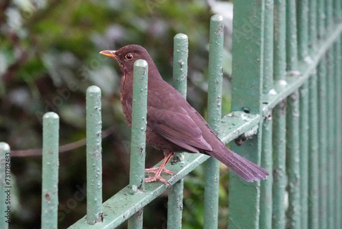 Fotografía A European Blackbird (Turdus merula) on a green park fence