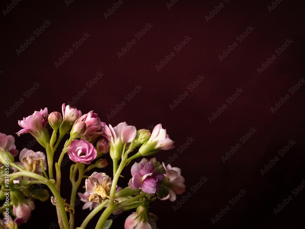 a vase that is holding some pink flowers in it's left side