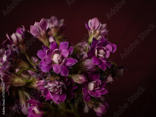 the purple flower is still in the vase against the black background
