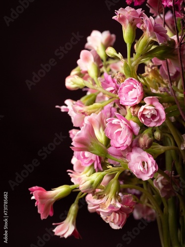 a pink flower sits in a vase on a black background