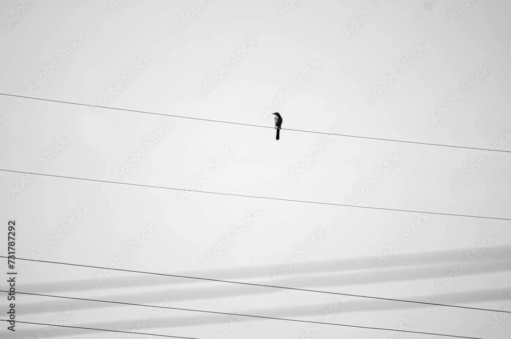 Stunning black and white photograph featuring a bird perched on a telephone wire Stunning black and white photograph featuring a bird perched on a telephone wire