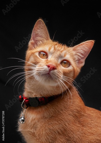 a brown cat with orange eyes sits in front of black background