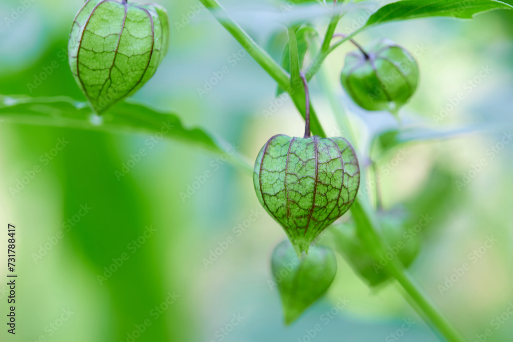 Cape gooseberry physalis fruit Cape gooseberry physalis fruit