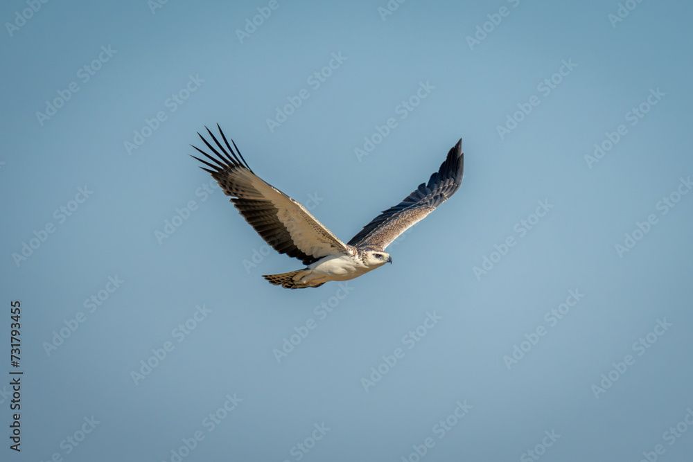 Obraz premium Juvenile martial eagle crosses perfect blue sky