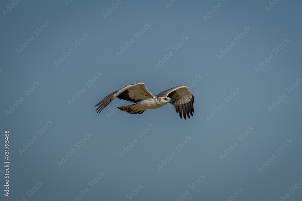 Obraz premium Juvenile martial eagle flies across blue sky