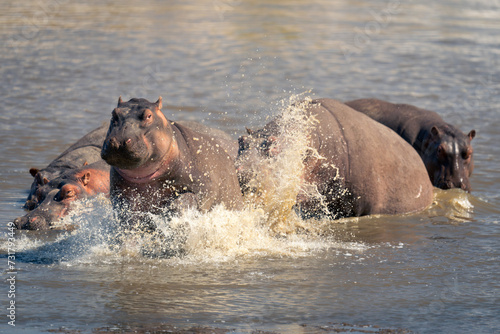 Hippopotamus chases another away in shallow river