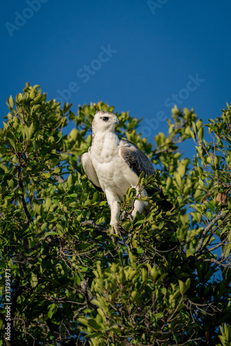 Juvenile martial eagle stares down from tree