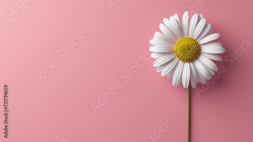 Single daisy showcased atop a minimalist pink backdrop