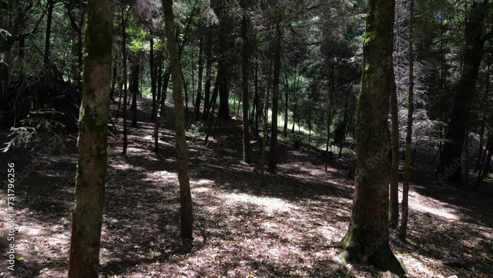 Drone shot of the evergreen trees and plants in the woods on a sunny day near Mexico City, Mexico Drone shot of the evergreen trees and plants in the woods on a sunny day near Mexico City, Mexico