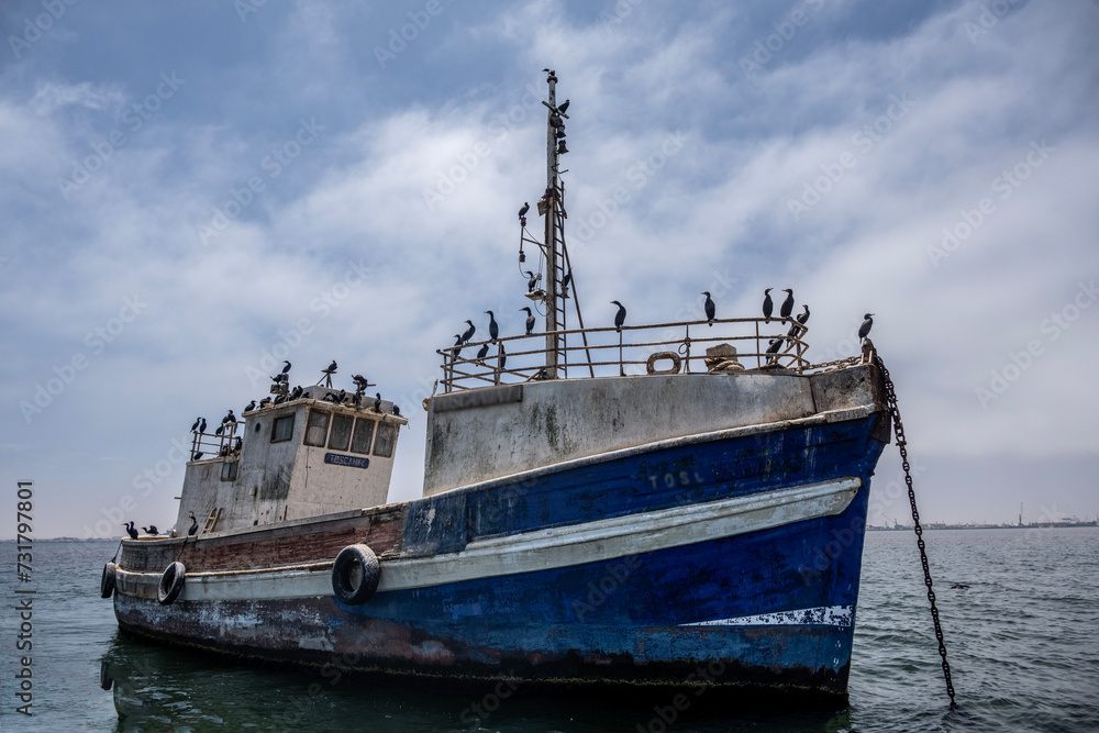 seabirds actively coexist with humans at sea in Namibia seabirds actively coexist with humans at sea in Namibia