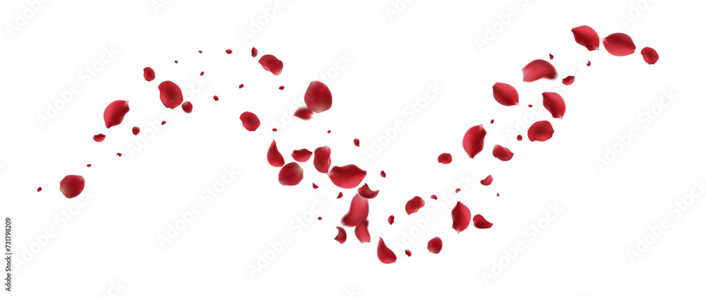 Realistic red rose petals with transparent background. Vector illustration