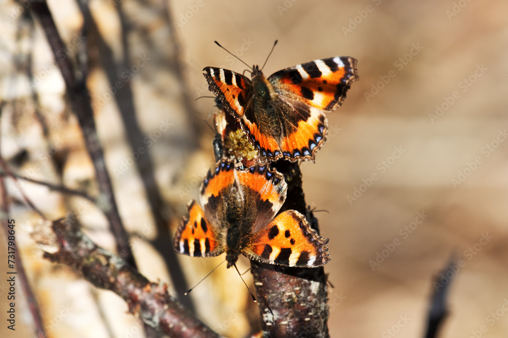 Obraz premium Two Lesser tortoiseshell (Vanessa urticae) arranged mating dance at the birch syrup feeding site