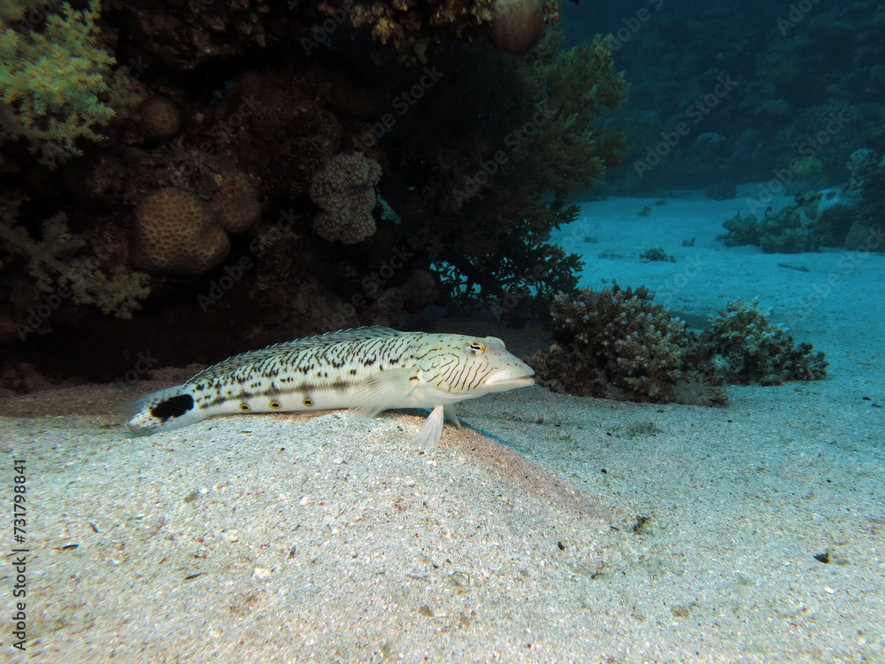 Fototapeta premium A Speckled sandperch Parapercis hexophtalma 