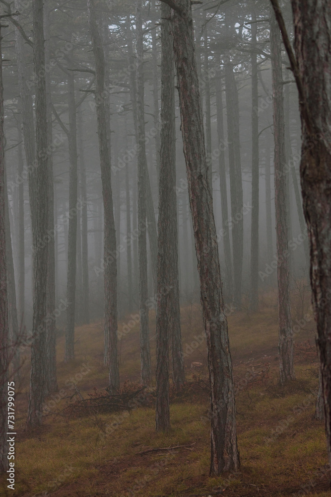 Naklejka premium misty autumn forest in the morning