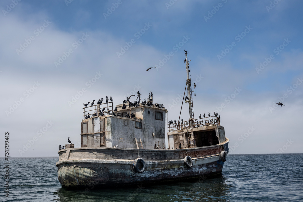 seabirds actively coexist with humans at sea in Namibia seabirds actively coexist with humans at sea in Namibia