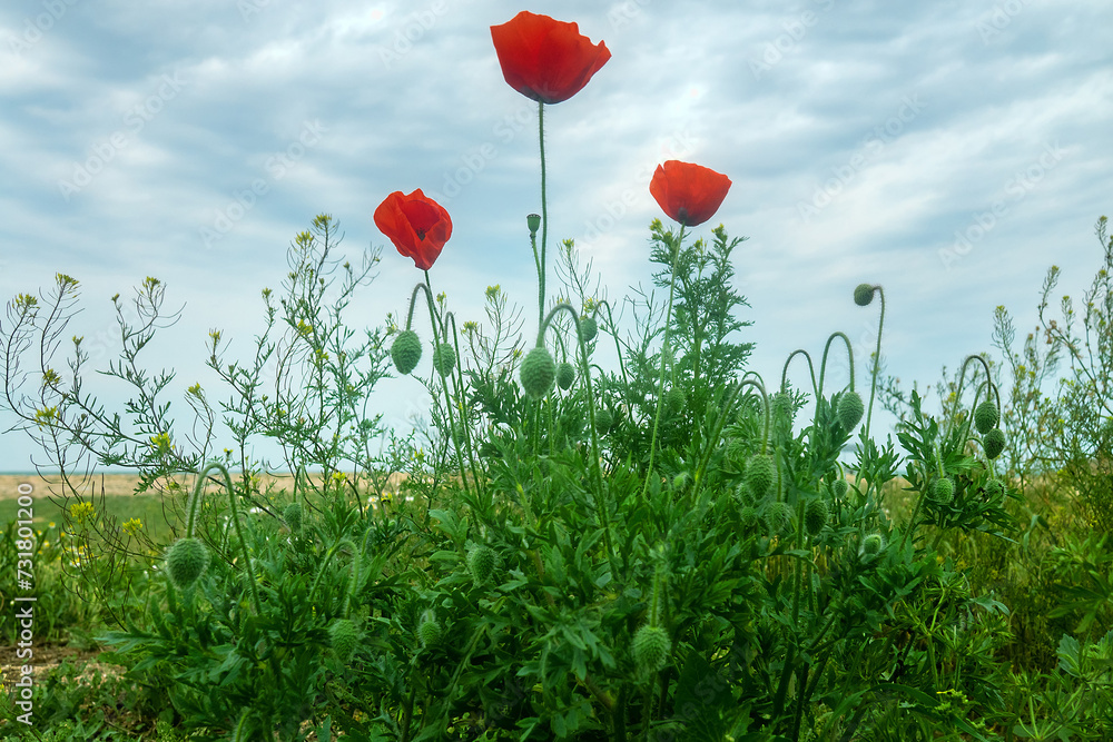 Sea coast steppe, vegetated dune. Arabatskaya strelka. Cereals, sage ...