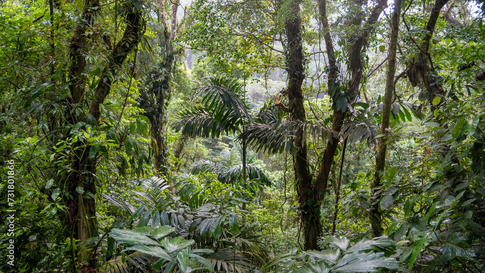 Fototapeta premium tree in the forest