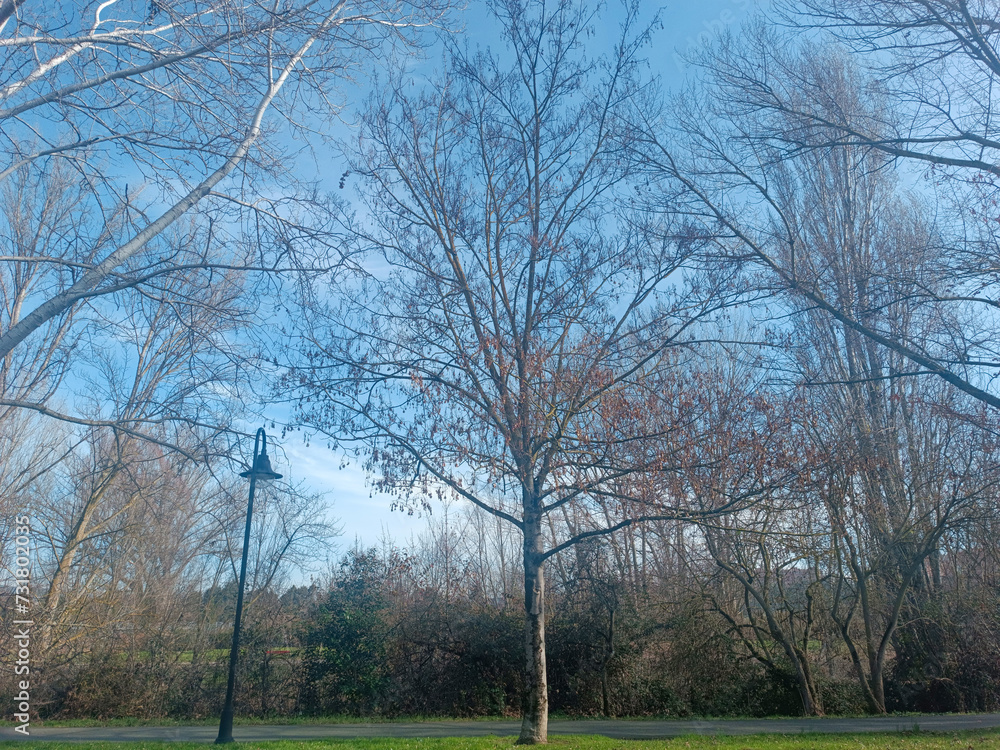 Fototapeta premium trees in the park