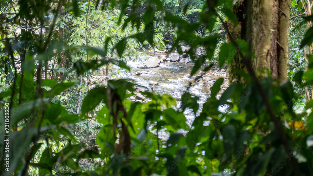 Fototapeta premium river seen through the foliage
