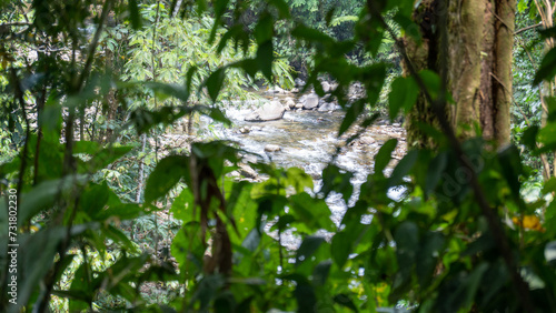 river seen through the foliage