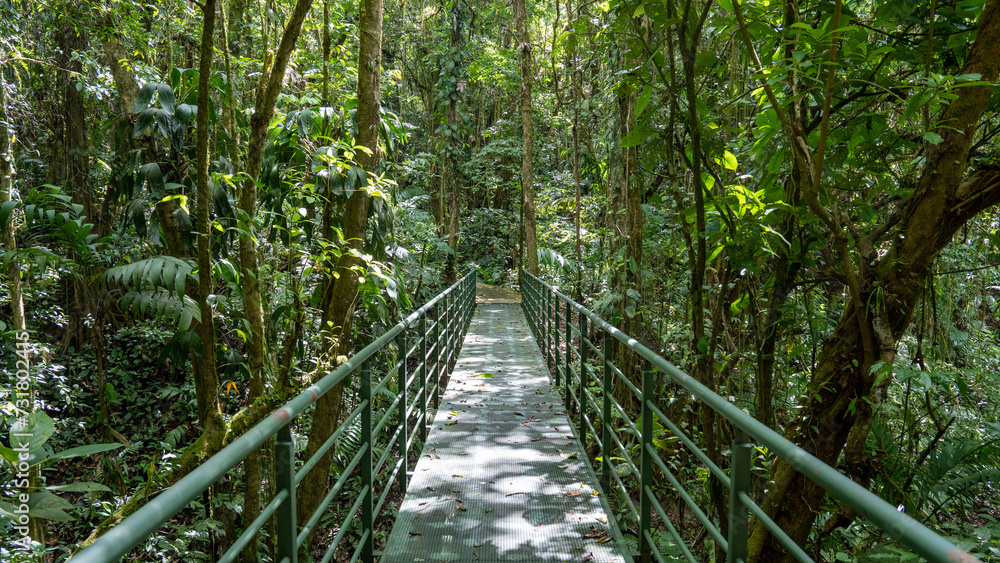 metal bridge in the rainforest metal bridge in the rainforest