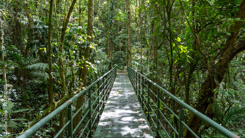 metal bridge in the rainforest