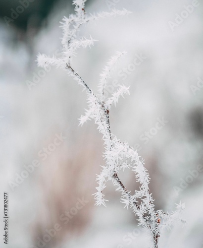 Closeup shot of a frosty white tree branch against a backdrop of freshly blanketed snow. © Wirestock