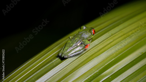 Red eyed tree frog on a small leaf at night
