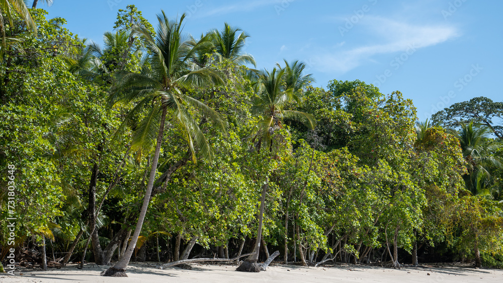 Fototapeta premium palm trees on the beach