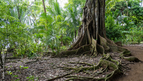 tree roots in the forest