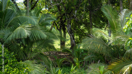 Fototapeta Naklejka Na Ścianę i Meble -  fern in the jungle