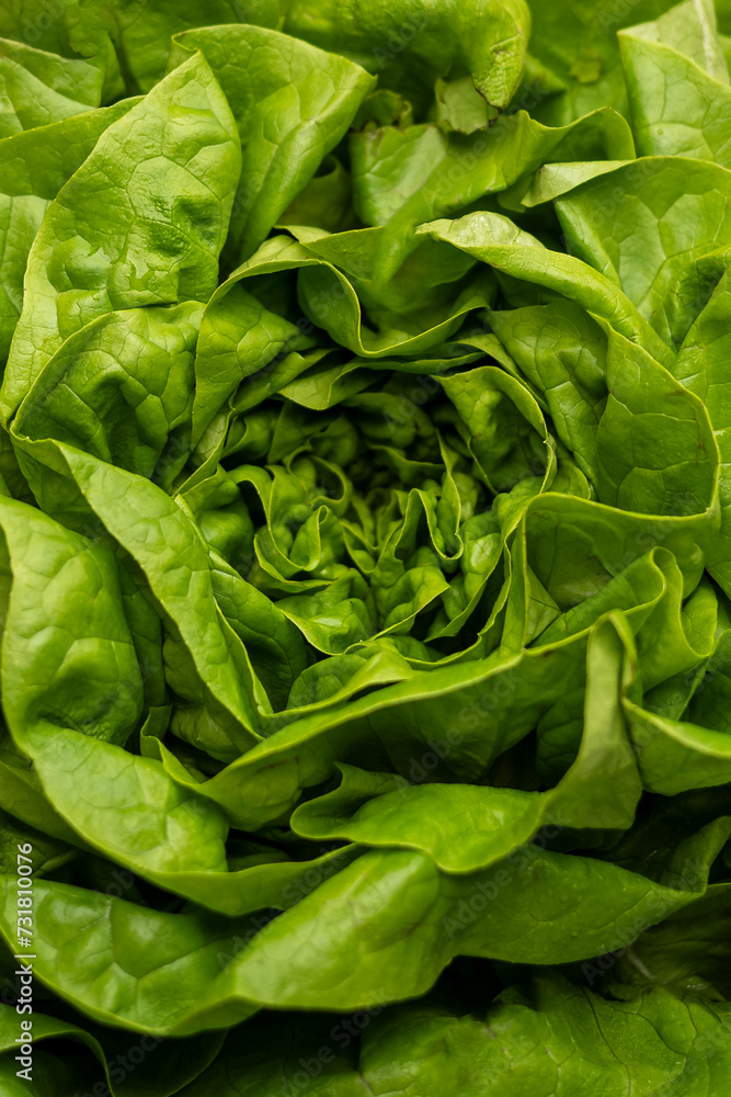 Kopfsalat Kopfsalat