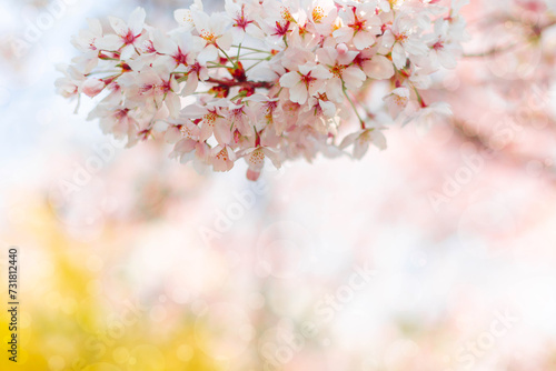 Cherry blossom flower in spring for background or copy space for text