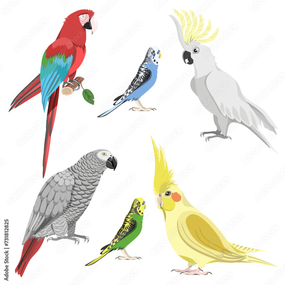 Fototapeta premium Collection of cockatoos, macaws, gray parrots, budgies, cockatiels, isolated on white background. Vector set of birds for your designs.