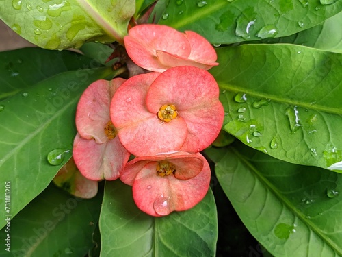 Euphorbia milii in bloom with a background of blur, close up Euphorbia milii flower details