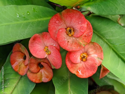 Euphorbia milii in bloom with a background of blur, close up Euphorbia milii flower details