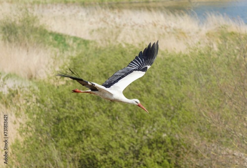 Majestic stork soaring against a backdrop of lush green grass