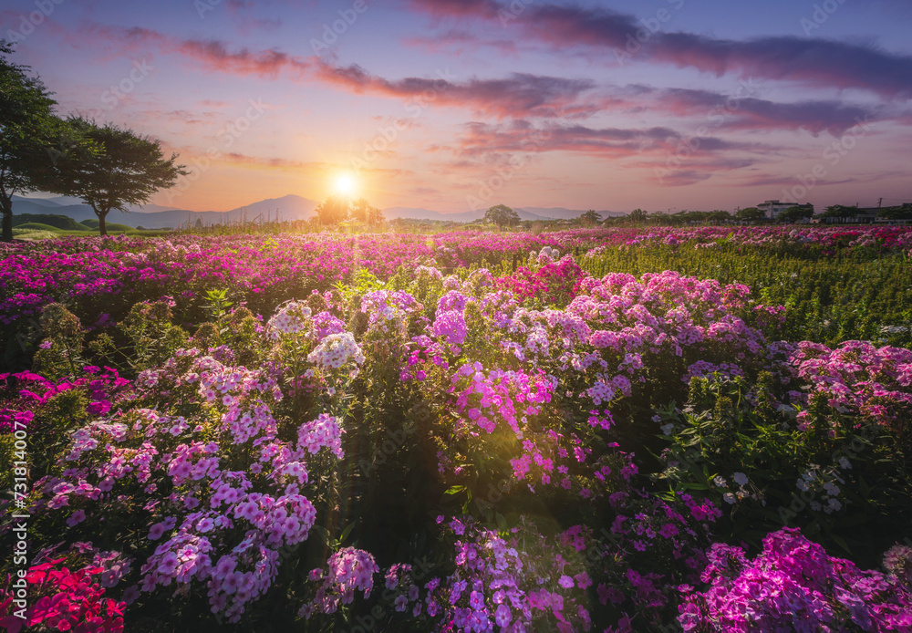 Naklejka premium Beautiful flower garden at sunset Near Cheomseongdae in Gyeongju, Gyeongsangbuk-do, Republic of Korea.