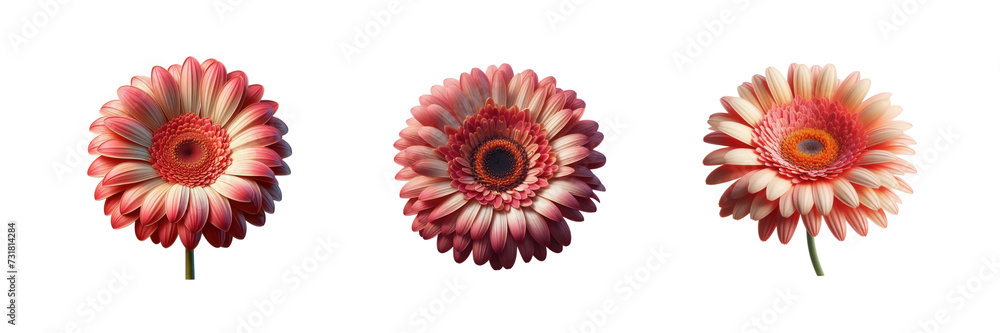 Fototapeta premium Collection Set of beautiful Gerbera Flower, isolated over on transparent white background
