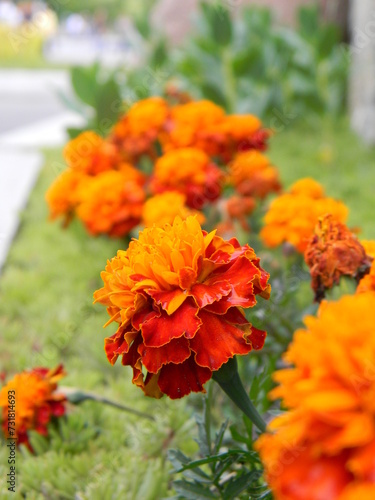 Close-up of orange marigolds on the background of a green park, flowers in the park, blooming flowerbed in the garden © Viktoriia Pushenko