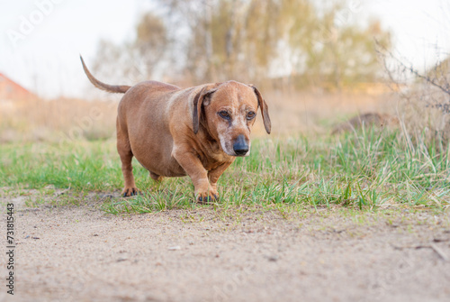 brown old dachshund walking in the nature in fall autumn season