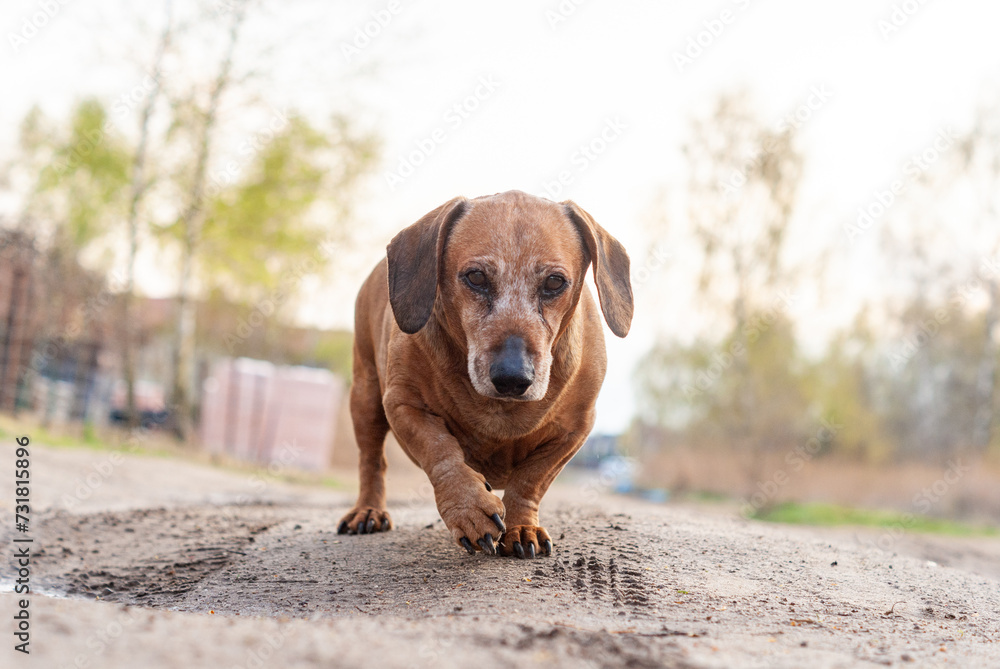 brown old dachshund walking in the nature in fall autumn season