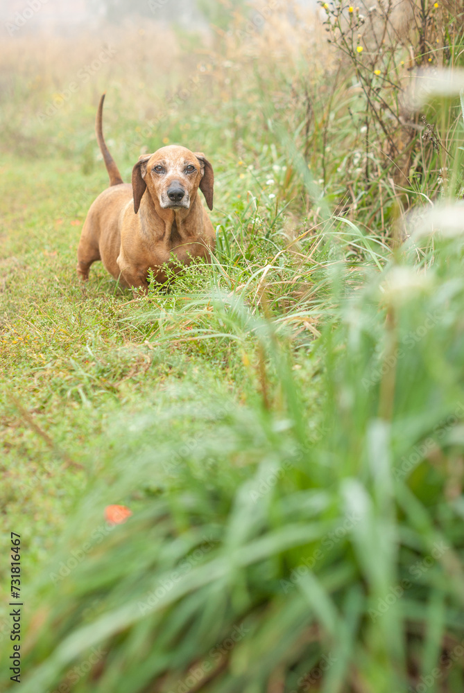 brown old dachshund walking in the nature in fall autumn season brown old dachshund walking in the nature in fall autumn season