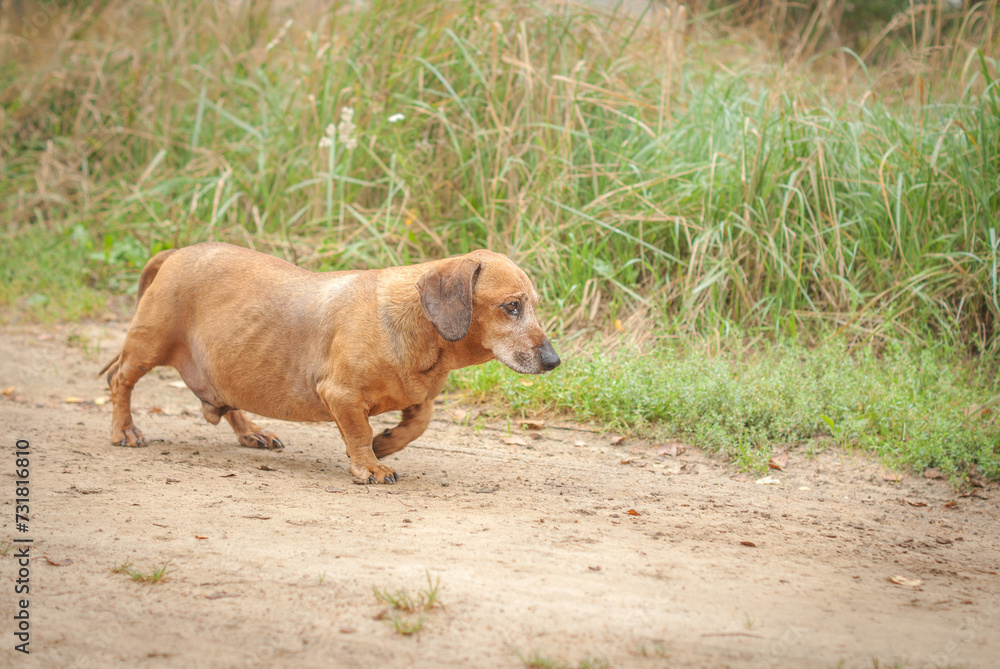 Fototapeta premium brown old dachshund walking in the nature in fall autumn season