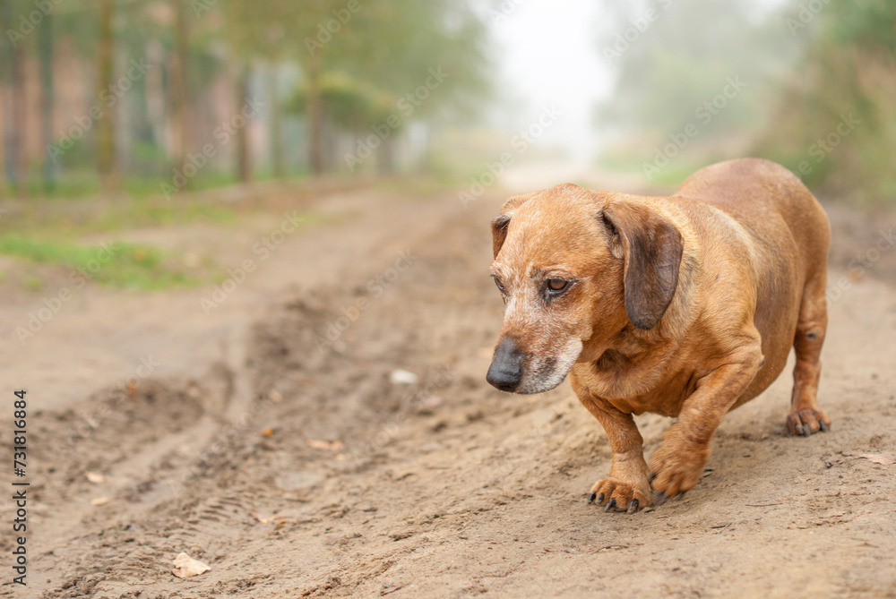 brown old dachshund walking in the nature in fall autumn season