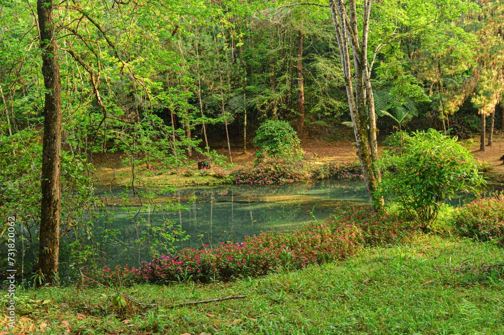 Fototapeta premium the water runs over the lush green grass and the surrounding vegetation