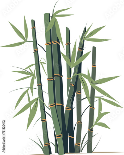 Green bamboo plant isolated on a white background.